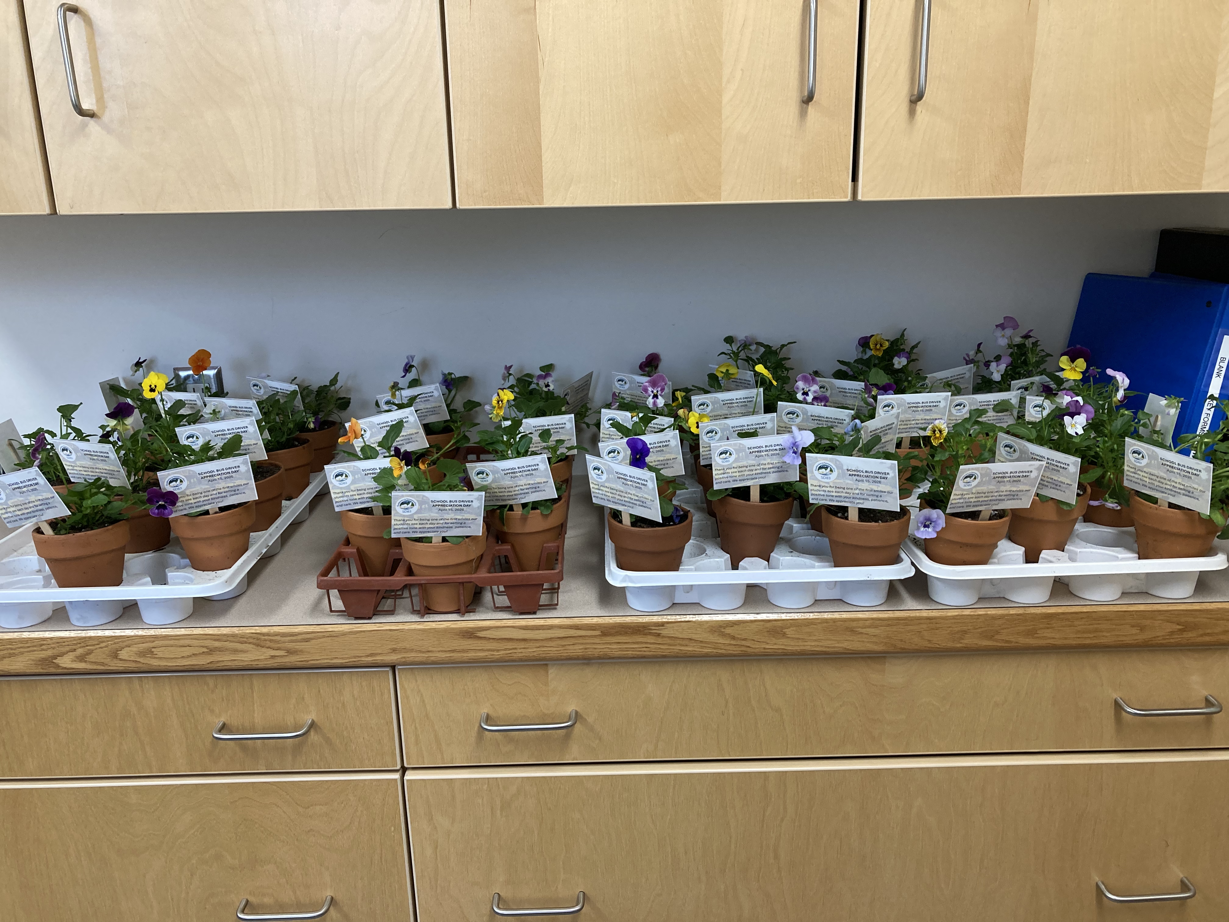 Pansies