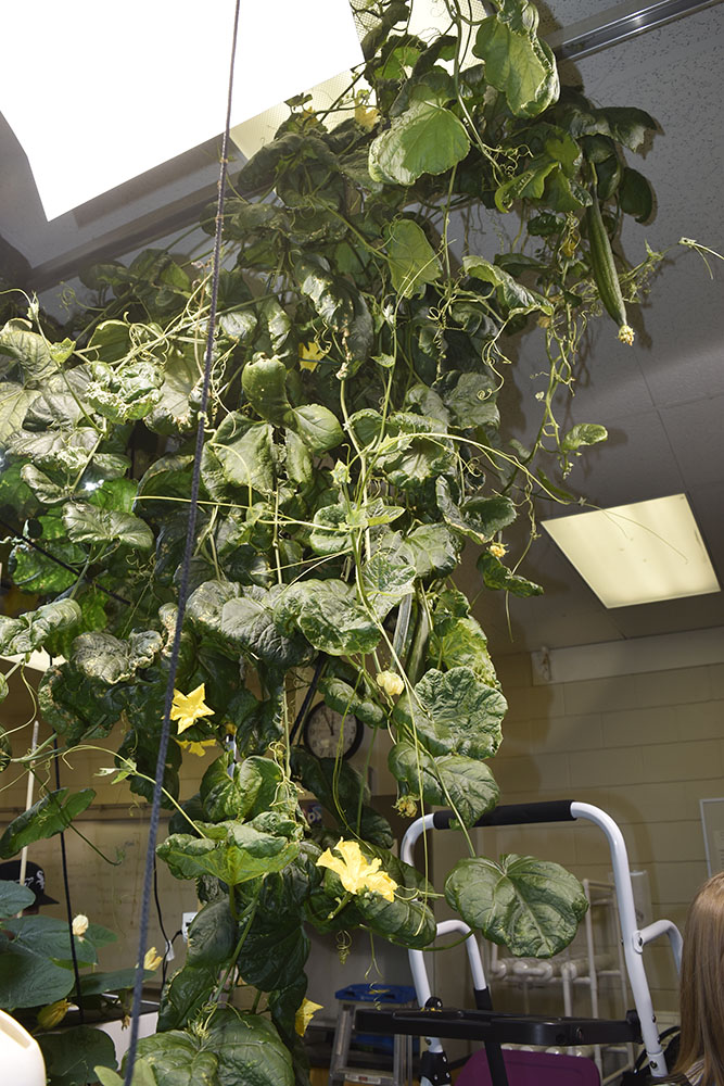 plant2