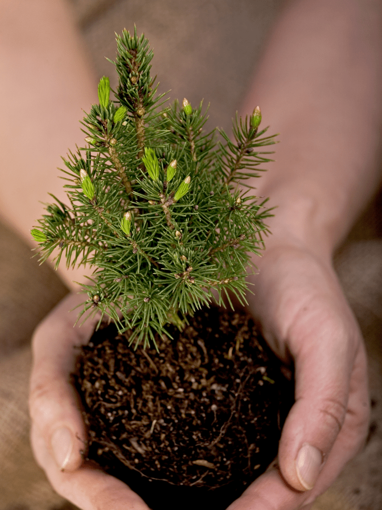 fir-seedling