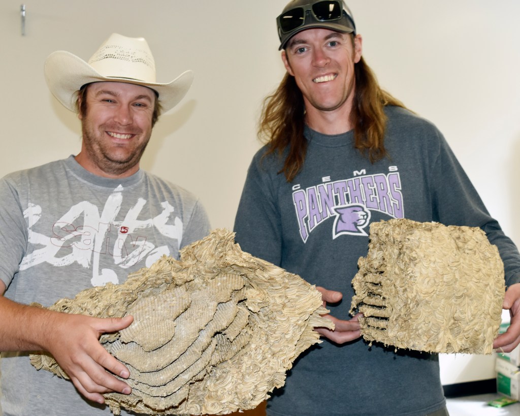 wasp-nest2