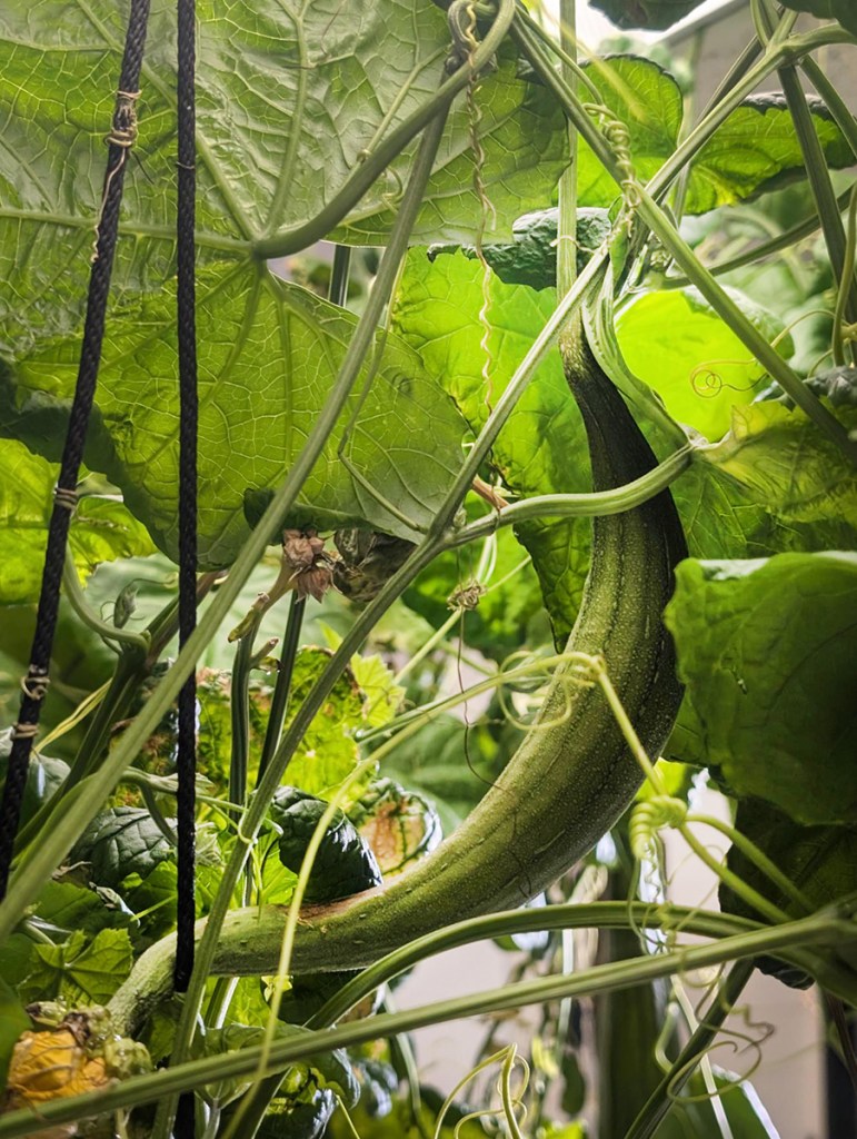 luffa-plant