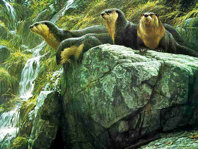 Sea-otters-bateman