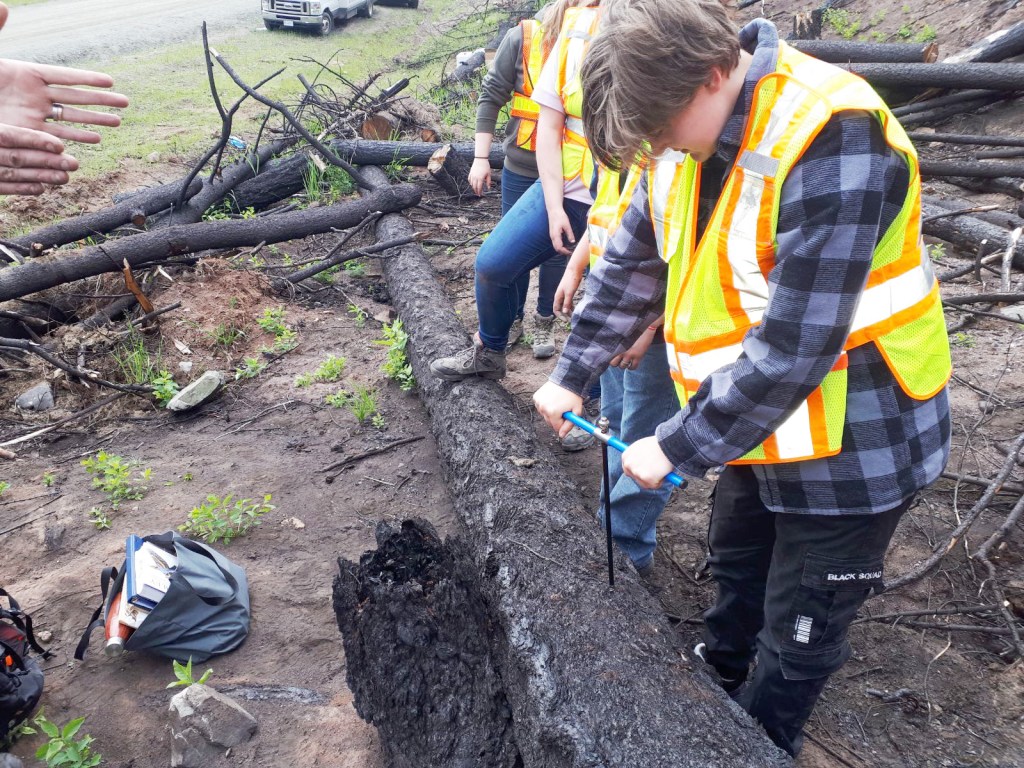 drilling-hole-in-tree