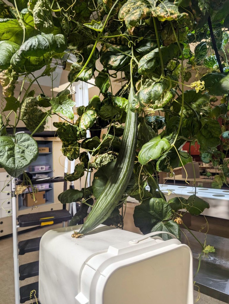luffa3